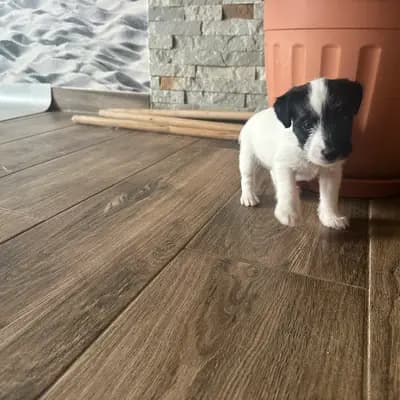 Keks – Parson Russell Terrier Welpe, Brandenburg, Aufgezogen von vom Reichenwalder Land