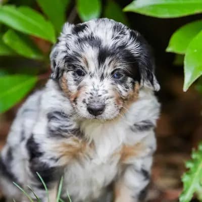 Unsere kleinen Mini Australian Shepherd Herzensbrecher suchen noch ihr perfektes Zuhause – Australian Shepherd Welpe, Hessen, Raised by Pink Paradise