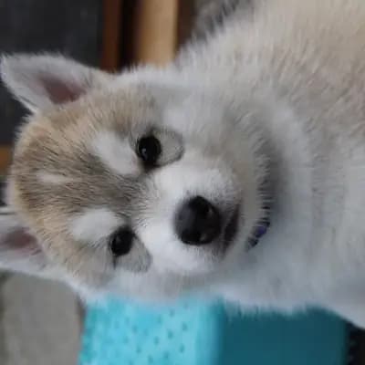 Bright Little Bear Calypso Gold – Siberian Husky Welpe, Niedersachsen, Allevato da Bright Little Bear