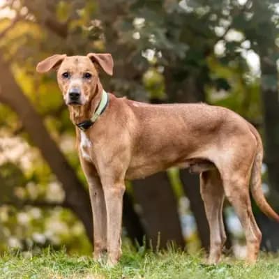 Tyson – Rhodesian Ridgeback, Sachsen-Anhalt, Im Tierheim Tierschutzverein Dessau und Umgebung e.V. - Tierheim Dessau