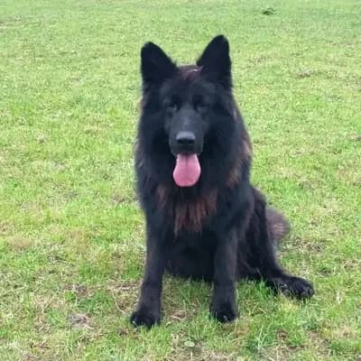 Altdeutscher Schäferhund-Deckrüde – Altdeutscher Schäferhund Welpe, Bayern, Aufgezogen von collies und Shelties from little America