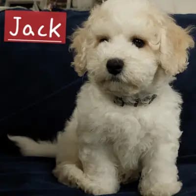 Jack – Bichon Frisé Welpe, Brandenburg, Criado por Bichon Frise Zucht "Dream Teddy's"