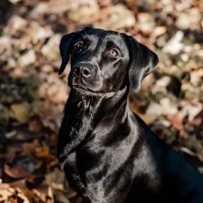 Meadowhunter Labrador Retriever