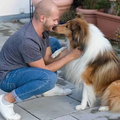 Collies vom Meggenried