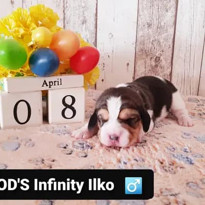 Ilko – Beagle Welpe, Bayern, Allevato da Master of Dumphill Beagle Kennel