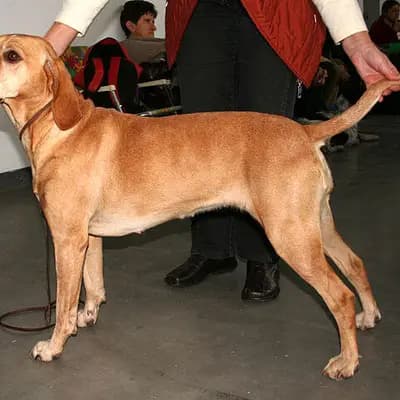 Perdigueiro Português (Portugiesischer Vorstehhund) – Hunderasse