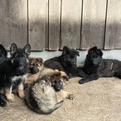 Altdeutsche Schäferhund-Welpen \"von der Hackermeile\" – Shetland Sheepdog Welpe, Bayern, Wychowany przez collies und Shelties from little America