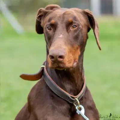 Attila – Dobermann, Hessen, Im Tierheim Tierheim Gießen