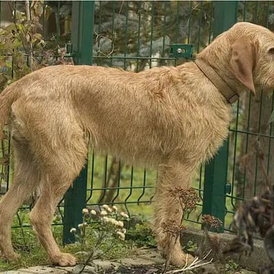 Griffon fauve de Bretagne – Hunderasse