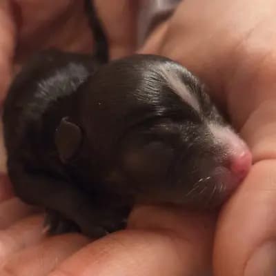 Balou – Chihuahua Welpe, Hessen, Aufgezogen von Chihauhau Zucht von den Feenkindern