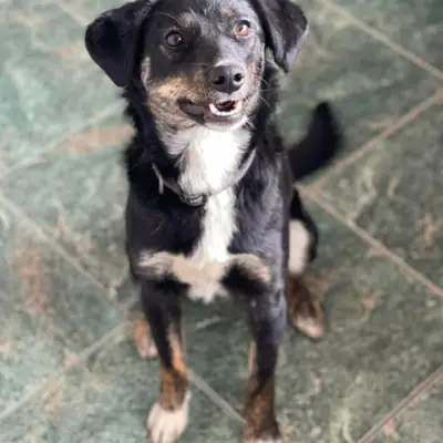 Doris – Mischling, At shelter Animal Souls e.V.