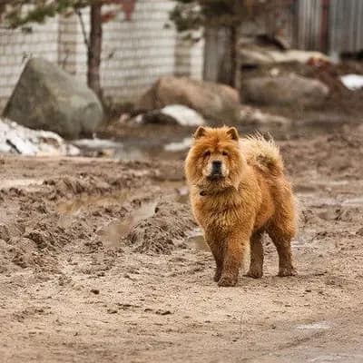 Chow Chow – Hunderasse