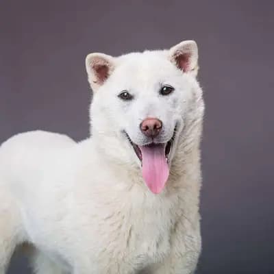 Kishu – Hunderasse