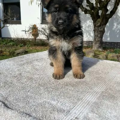 Deutsche Schäferhundezucht "von der Piste Trophe"