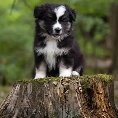 Moana – Australian Shepherd Welpe, Bayern, Raised by Aussies of Georgmountain
