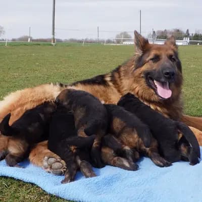 Wurf-Vorankündigung Altdeutsche Schäferhunde – Altdeutscher Schäferhund Welpe, Bayern, Aufgezogen von collies und Shelties from little America