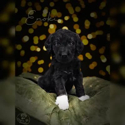Enoki – Labradoodle (Labrador x Pudel) Welpe, Niedersachsen, Aufgezogen von ChocoDoodle
