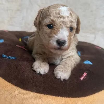 Toypudel/Zwergpudel mit Stammbaum auszugsbereit Aprikot mit weiß – Großpudel (Königspudel) Welpe, Niedersachsen, Allevato da Chihuahuas von der grünen Wiese