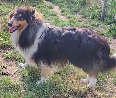 A-Wurf (A-Würmchen) – Amerikan Collie Wurf, Hamburg, Yetiştirildi Nordic Lassies