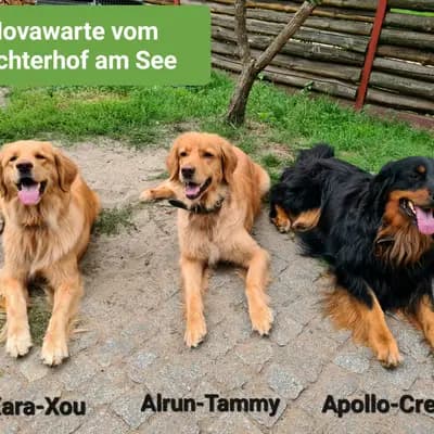 Hovawarte vom Seddiner See