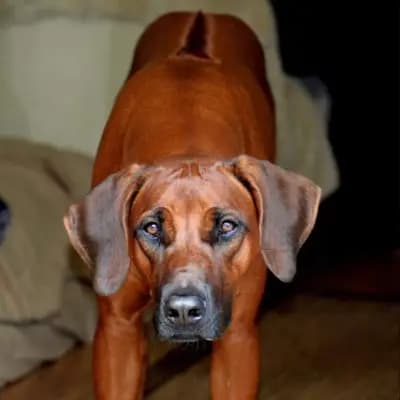 Kennel from Rhodesian Spirit