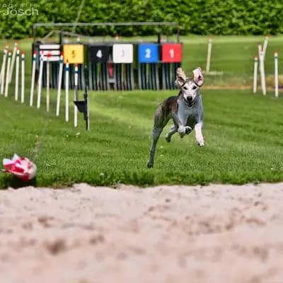 Litter -B- – Saluki Wurf, Nordrhein-Westfalen, Wychowany przez Del'Neshin