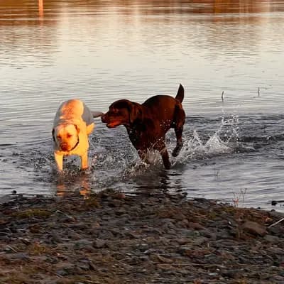 Labrador mit Herz u Verstand