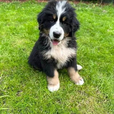Hunter – Berner Sennenhund Welpe, Mecklenburg-Vorpommern, Raised by Bernersennenhunde vom Schimmerhof