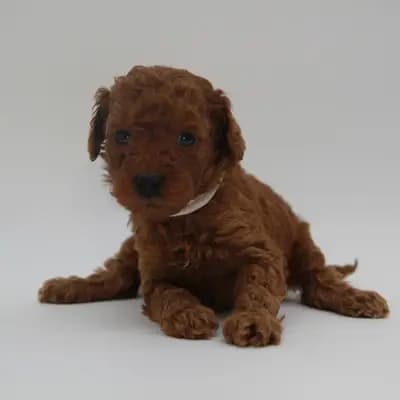 Pudel-Welpen aus familiärer Vereinszucht, in red (dark-red), suchen ab dem 05.05.! – Großpudel (Königspudel) Welpe, Nordrhein-Westfalen, Allevato da Stouky´s Tibet Terrier