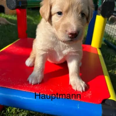 Houdini – Hovawart Welpe, Mecklenburg-Vorpommern, Allevato da Hovawarte vom Bethanienberg