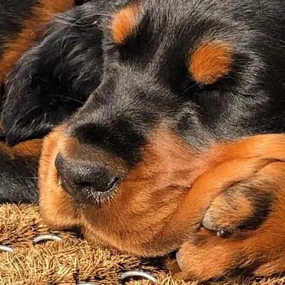 Gordon Setter