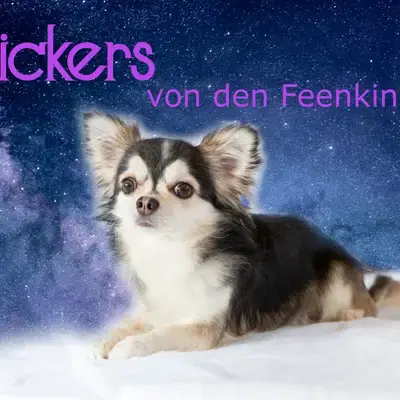 I am Snickers von den Feenkindern image
