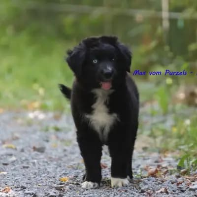 Max – Australian Shepherd Welpe, Rheinland-Pfalz, تمت تربيته بواسطة Australian Shepherds vom Purzels-Hof