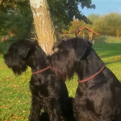 Riesenschnauzer vom Stall Puskeiler
