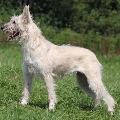 Bouvier des Ardennes – Hunderasse