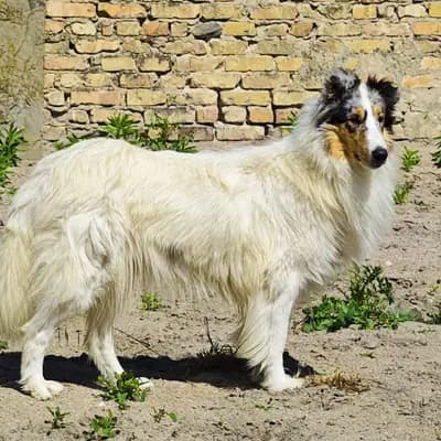 Welpen von Gucci x Moon – Amerikan Collie Wurf, Baden-Württemberg, Yetiştirildi Collie of Golden Gate