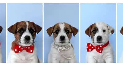 V-Wurf (V-enus-Wurf) – Jack Russell Terrier Wurf, Schleswig-Holstein, Opdrættet af Jack Russell Terrier von der Bramau