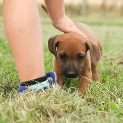 Henry – Rhodesian Ridgeback Welpe, Thüringen, Raised by Kennel: RRR of Mombasa1 Reinrassige-Rhodesian-Ridgeback.Farm