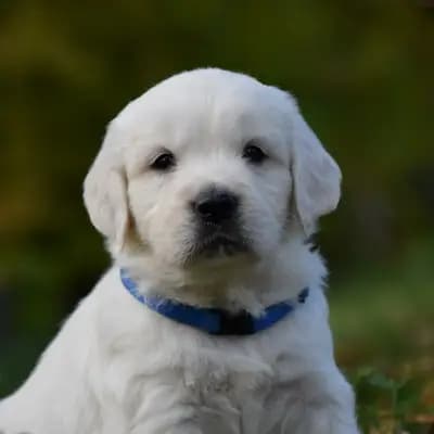 Golden Retriever of Rough Diamond