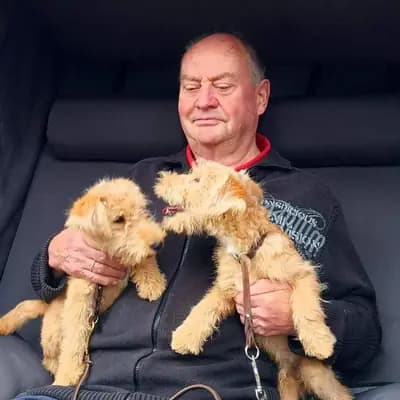 Lakeland Terrier vom Amur