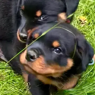 Rottweiler vs Dobermann: Hvilken hunderace passer til dig?