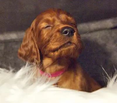 Irish red Setter "fighting irish´s"