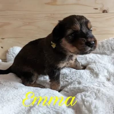 Emma – Wäller Welpe, Niedersachsen, Opdrættet af Wäller aus der Obergrafschaft