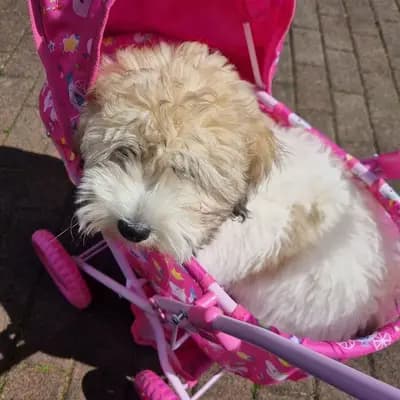 Jace lieber Coton de Tulear Welpe – Coton de Tulear Welpe, Nordrhein-Westfalen, Vychovával Sweet little white Angel of Paradise
