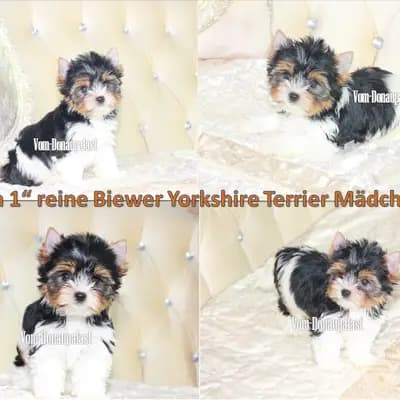 Lola – Yorkshire Terrier Welpe, Bayern, Opdrættet af Hundezucht vom Donaupalast