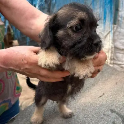 Judi – Mischling, Baden-Württemberg, At shelter Animal Souls e.V.