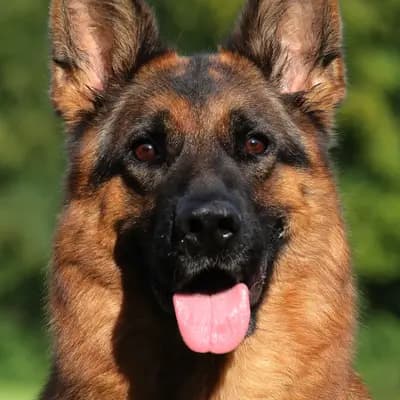 Schäferhunde vom Augrund