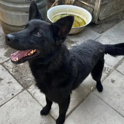 Dodo – Mischling (Schäferhund-Mudi?), Nordrhein-Westfalen, V útulku Fellfreunde e.V.