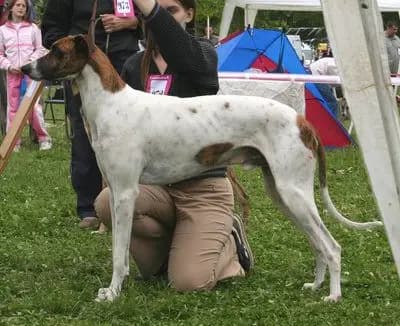 Magyar Agar – Hunderasse
