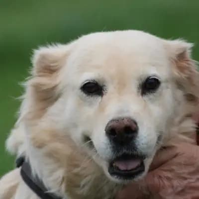 Goldie – Golden Retriever, Hessen, Im Tierheim Das kleine Tierheim angeschlossen an Pferd und Hund e.V.